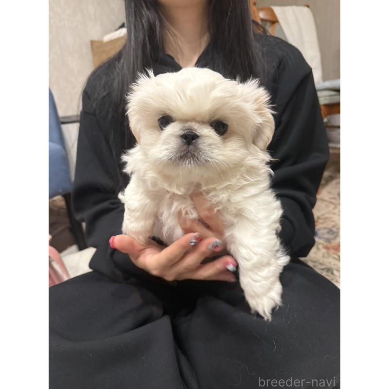 販売中の愛知県のペキニーズ-442692の2枚目