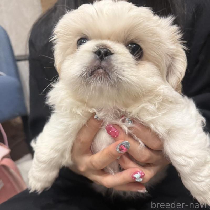 販売中の愛知県のペキニーズ-442692の1枚目