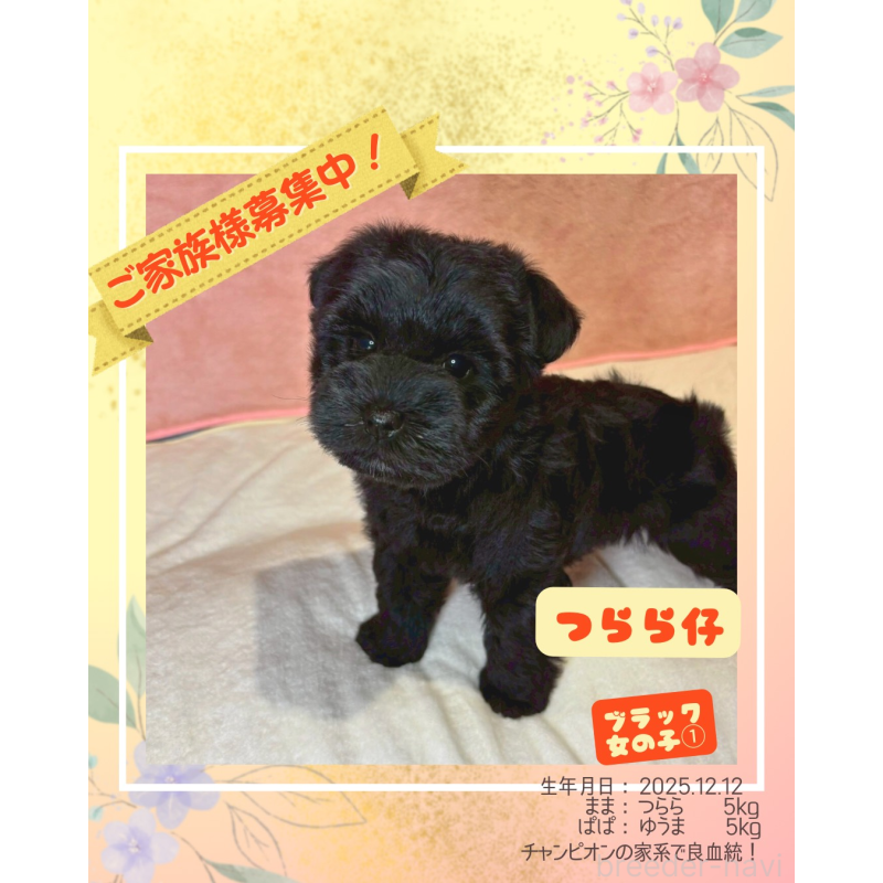 販売中の大阪府のミニチュアシュナウザー-441488