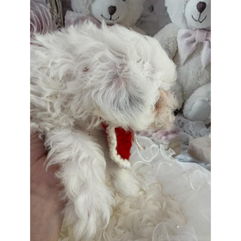 販売中の島根県のタイニープードル-442693の18枚目