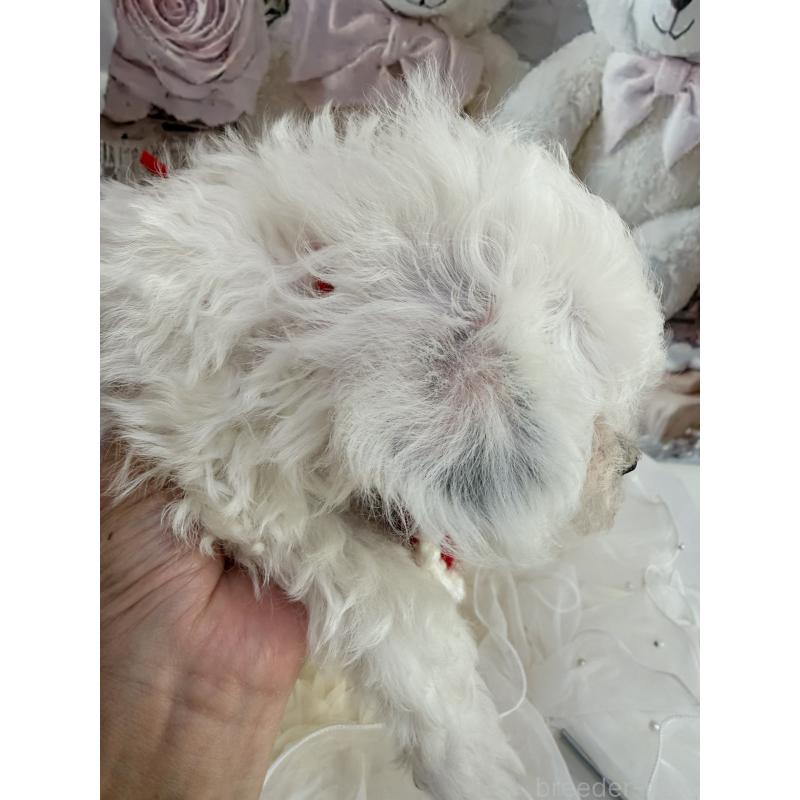 販売中の島根県のタイニープードル-442693の17枚目