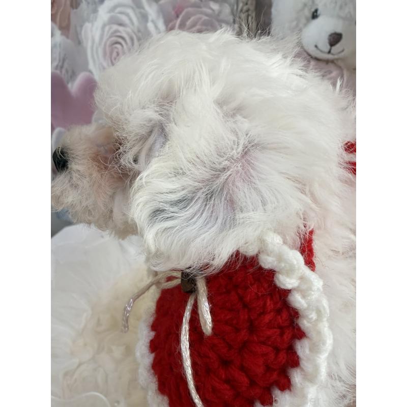 販売中の島根県のタイニープードル-442693の16枚目