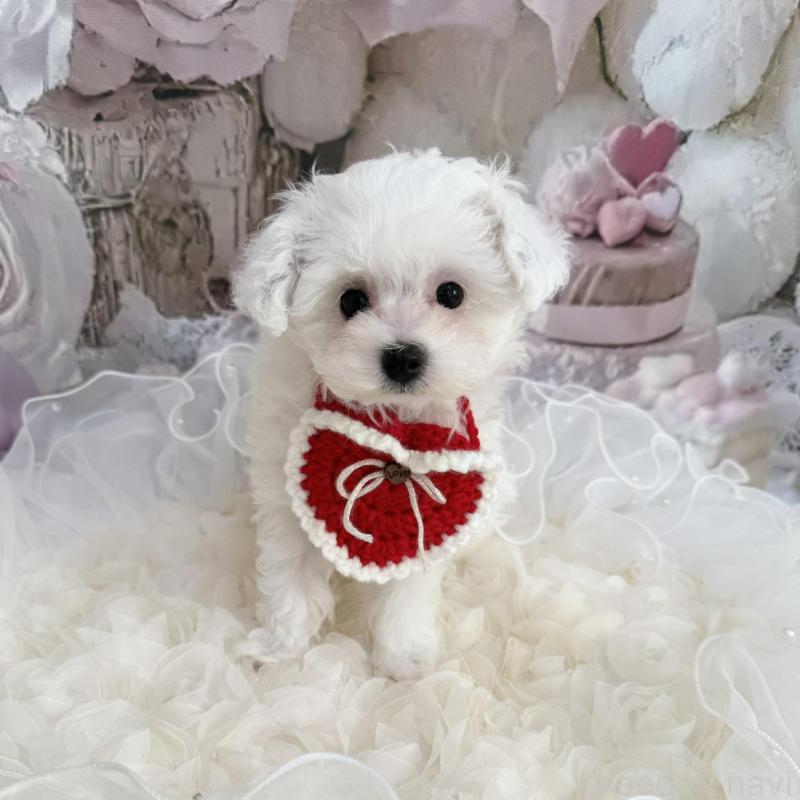 販売中の島根県のタイニープードル-442693の15枚目