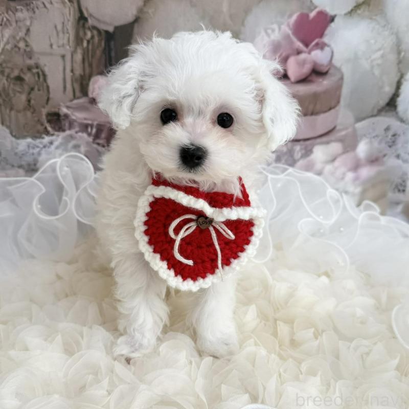 販売中の島根県のタイニープードル-442693の14枚目