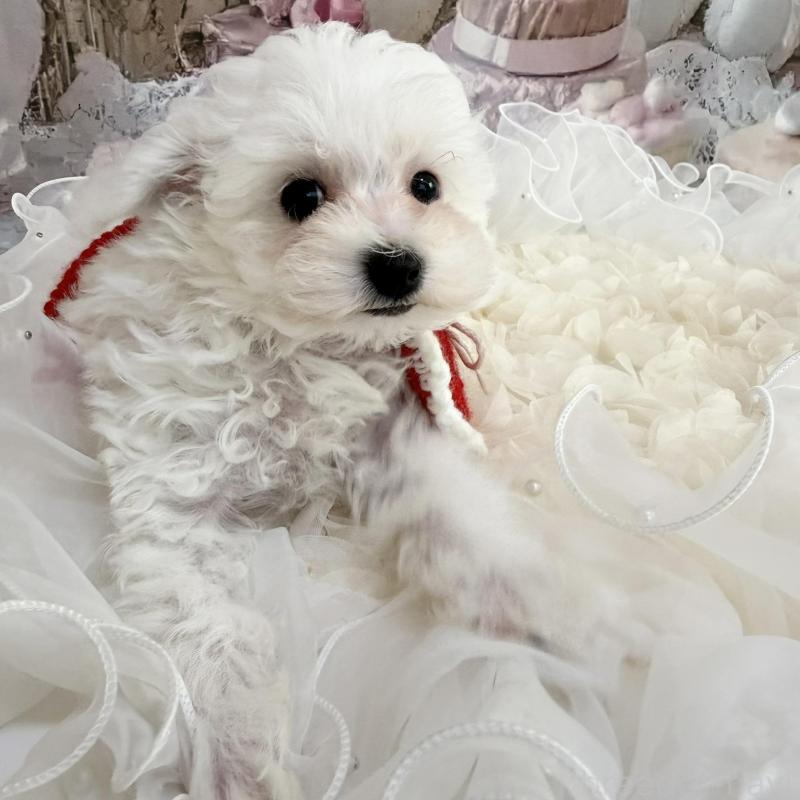 販売中の島根県のタイニープードル-442693の12枚目