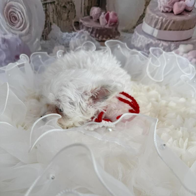 販売中の島根県のタイニープードル-442693の11枚目