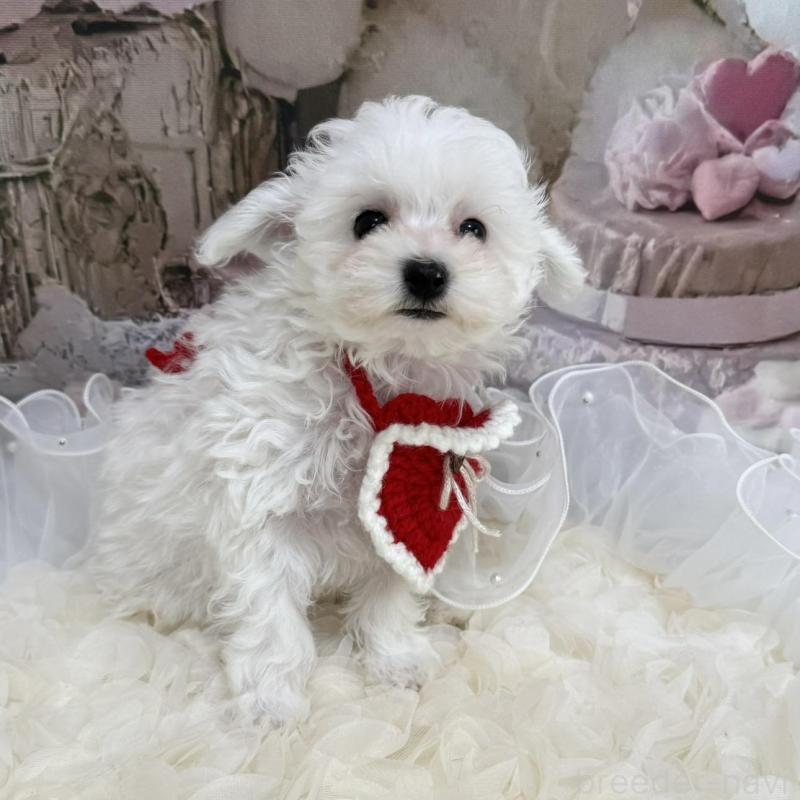 販売中の島根県のタイニープードル-442693の10枚目