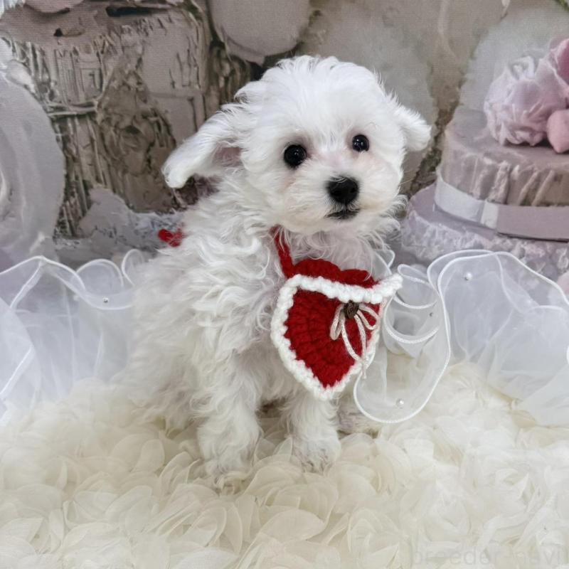 販売中の島根県のタイニープードル-442693の9枚目