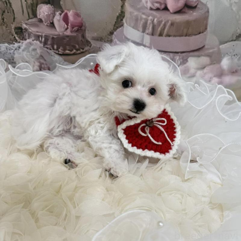 販売中の島根県のタイニープードル-442693の8枚目