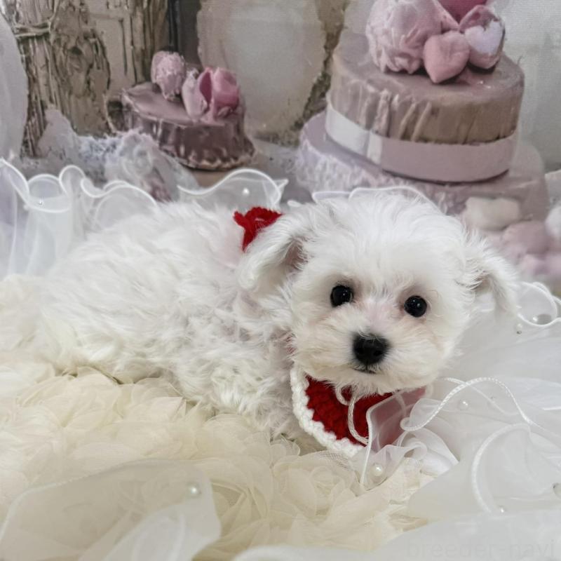 販売中の島根県のタイニープードル-442693の7枚目