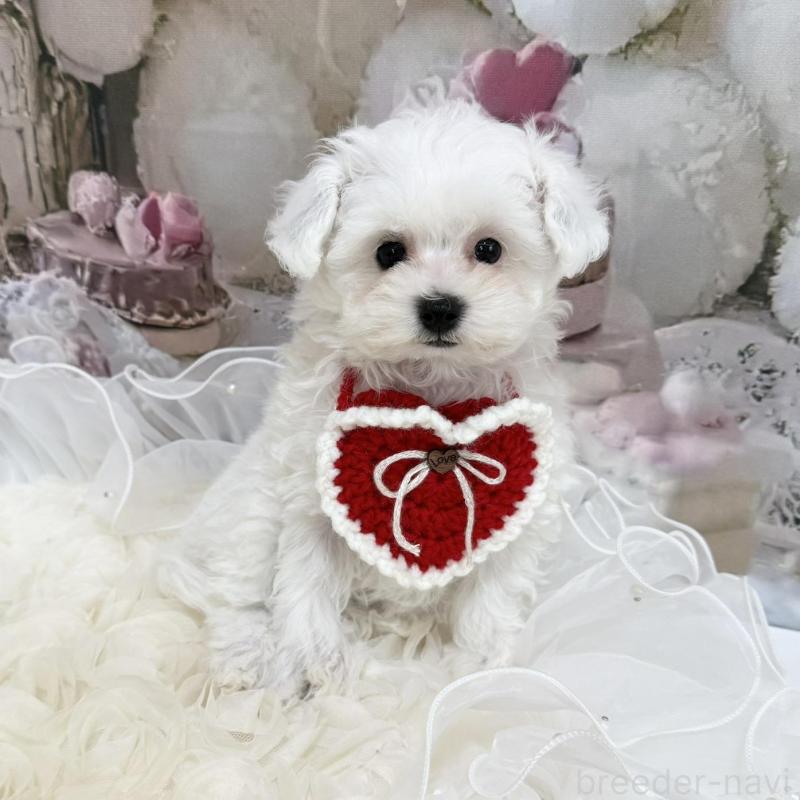 販売中の島根県のタイニープードル-442693の6枚目