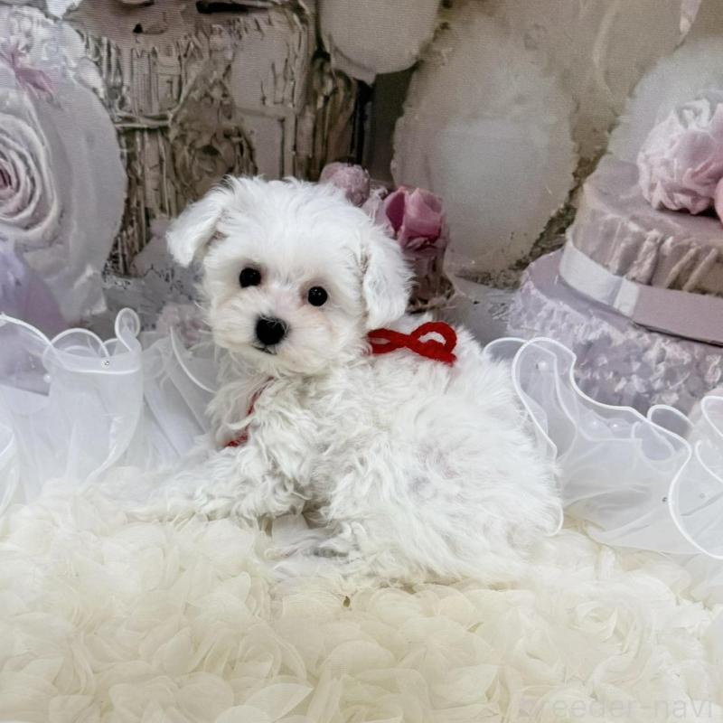 販売中の島根県のタイニープードル-442693の5枚目