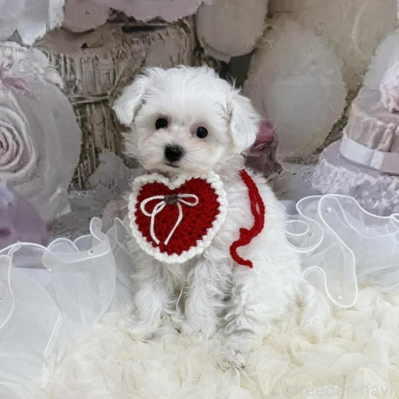 販売中の島根県のタイニープードル-442693の4枚目