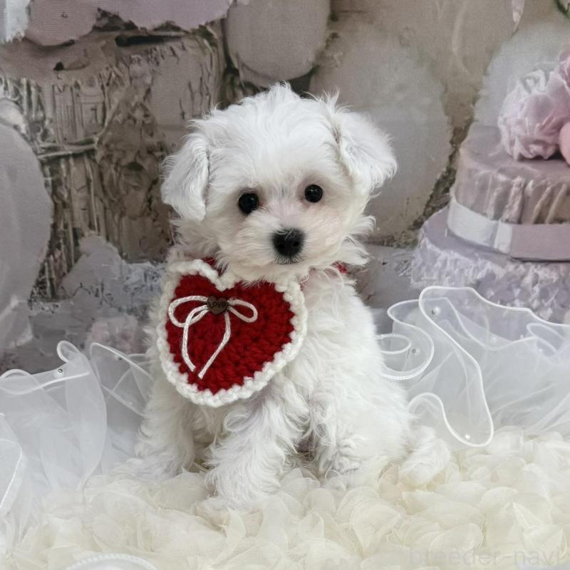 販売中の島根県のタイニープードル-442693の3枚目