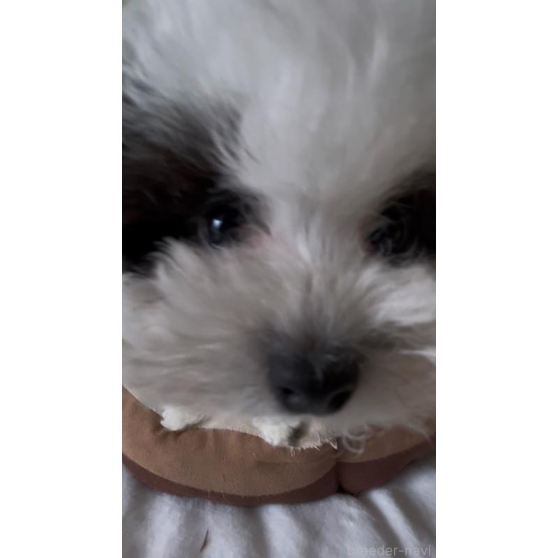 販売中の愛媛県のタイニープードル-442694の2枚目