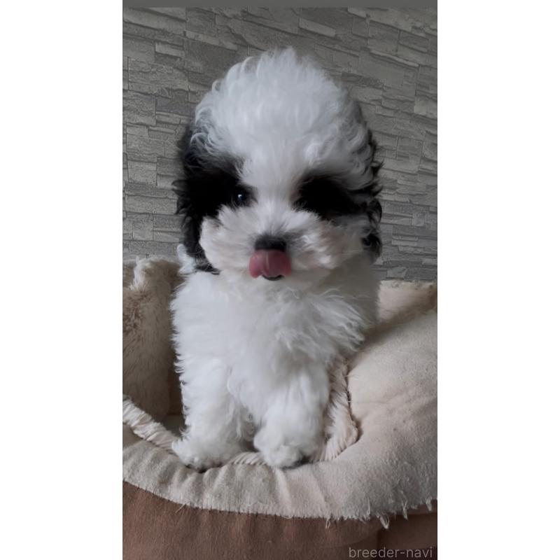 販売中の愛媛県のタイニープードル-442694の1枚目
