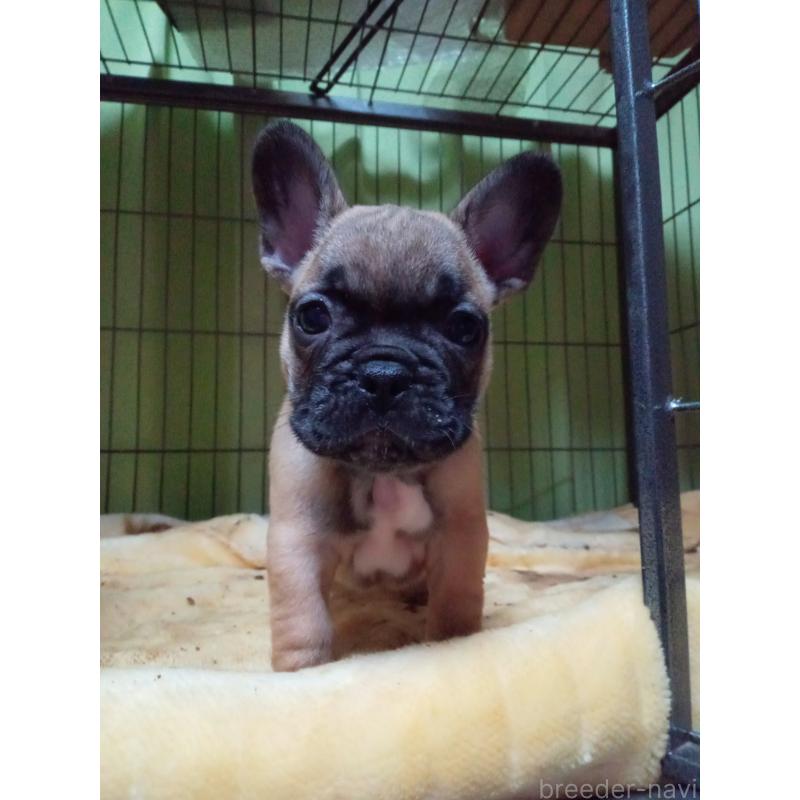 販売中の福岡県のフレンチブルドッグ-432185の2枚目