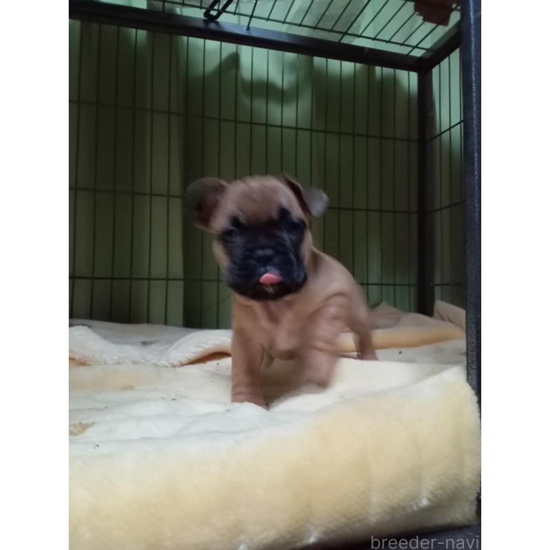 成約済の福岡県のフレンチブルドッグ-429906の5枚目