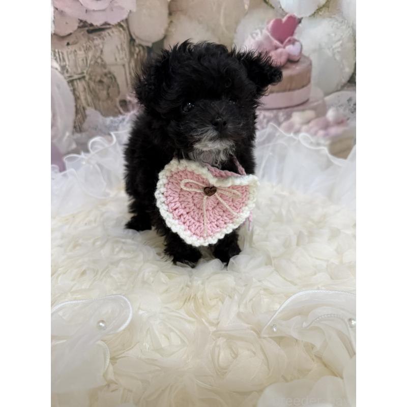 販売中の島根県のティーカッププードル-442695の15枚目