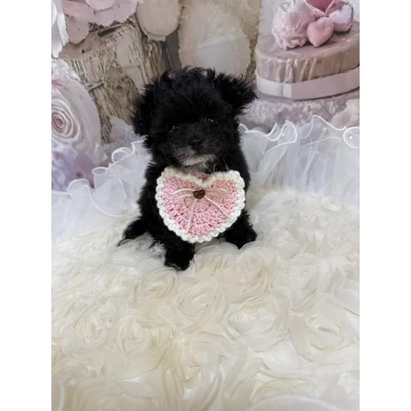 販売中の島根県のティーカッププードル-442695の14枚目