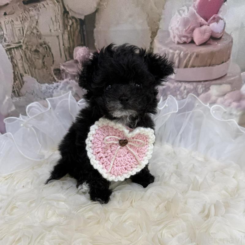 販売中の島根県のティーカッププードル-442695の12枚目