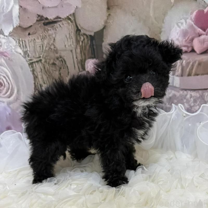 販売中の島根県のティーカッププードル-442695の11枚目