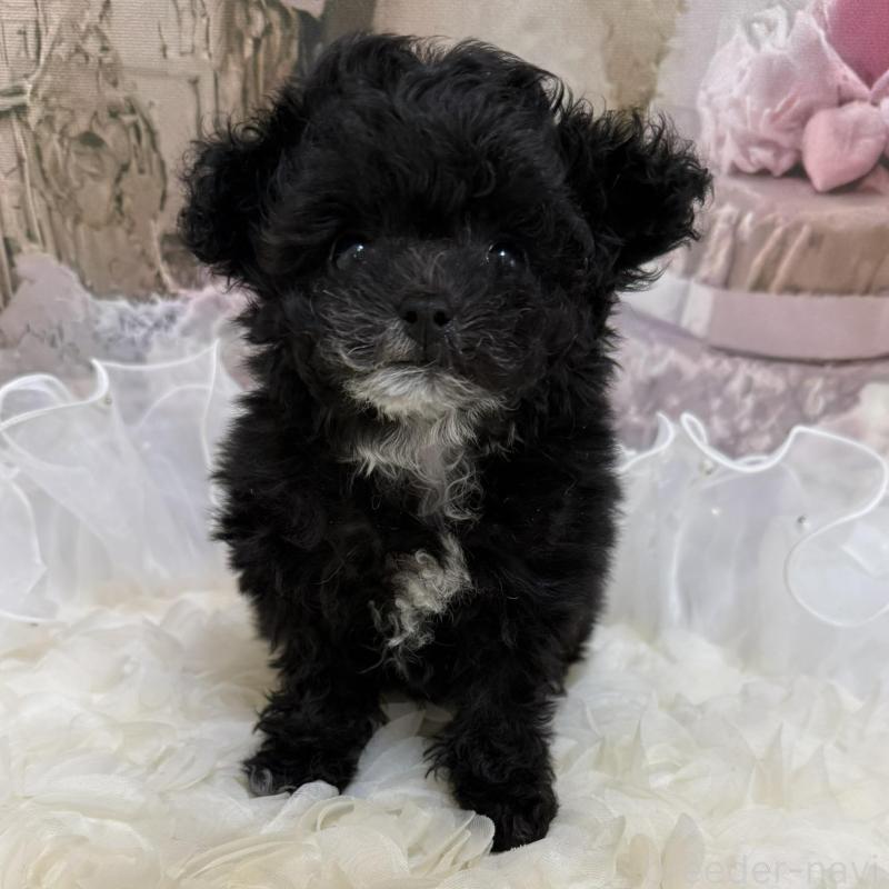 販売中の島根県のティーカッププードル-442695の10枚目