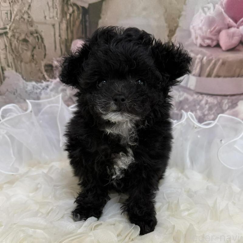 販売中の島根県のティーカッププードル-442695の9枚目