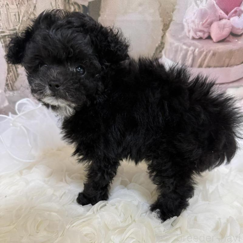 販売中の島根県のティーカッププードル-442695