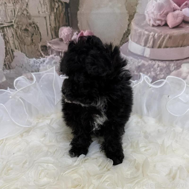 販売中の島根県のティーカッププードル-442695の8枚目