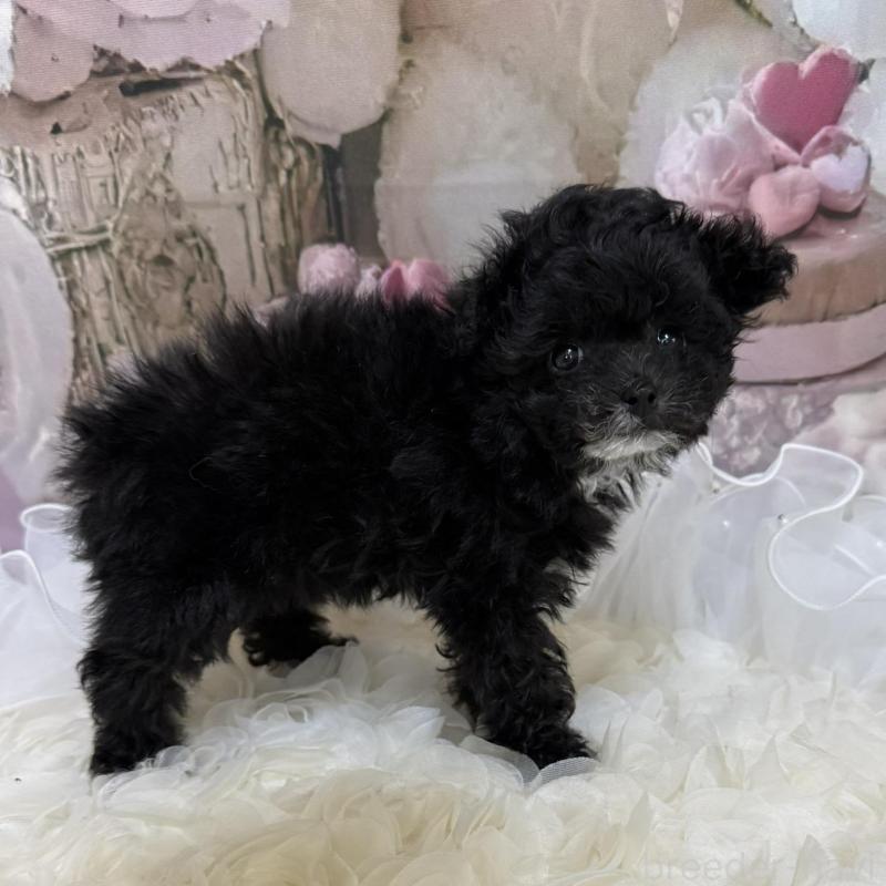 販売中の島根県のティーカッププードル-442695の7枚目