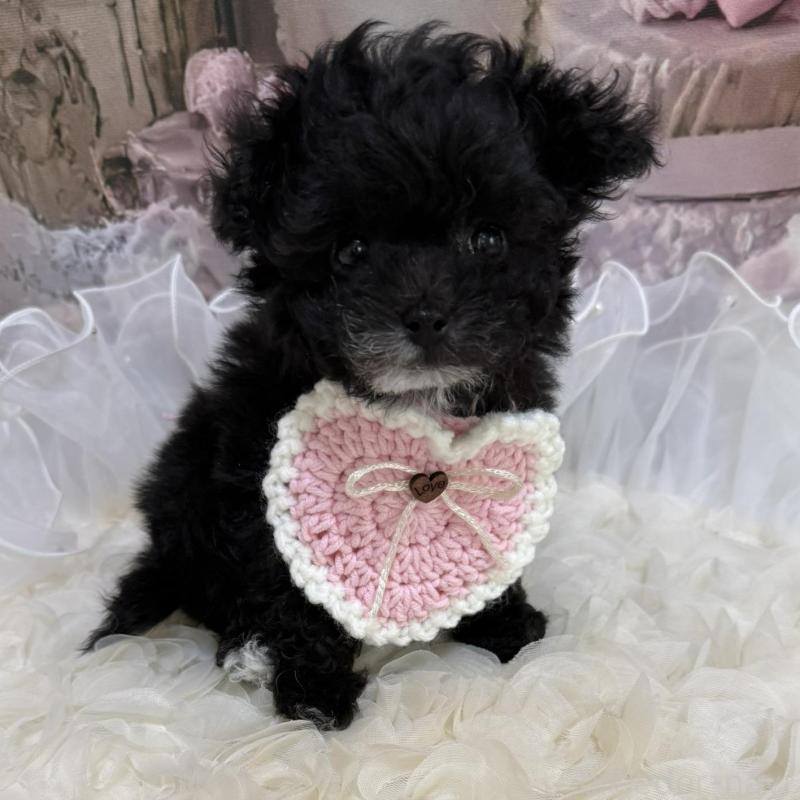 販売中の島根県のティーカッププードル-442695の6枚目