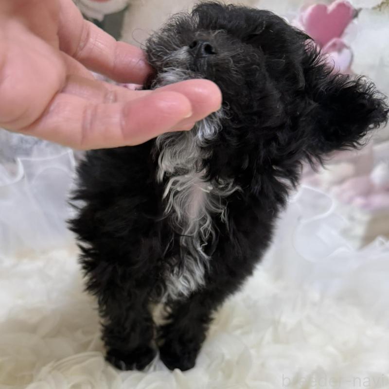 販売中の島根県のティーカッププードル-442695の5枚目