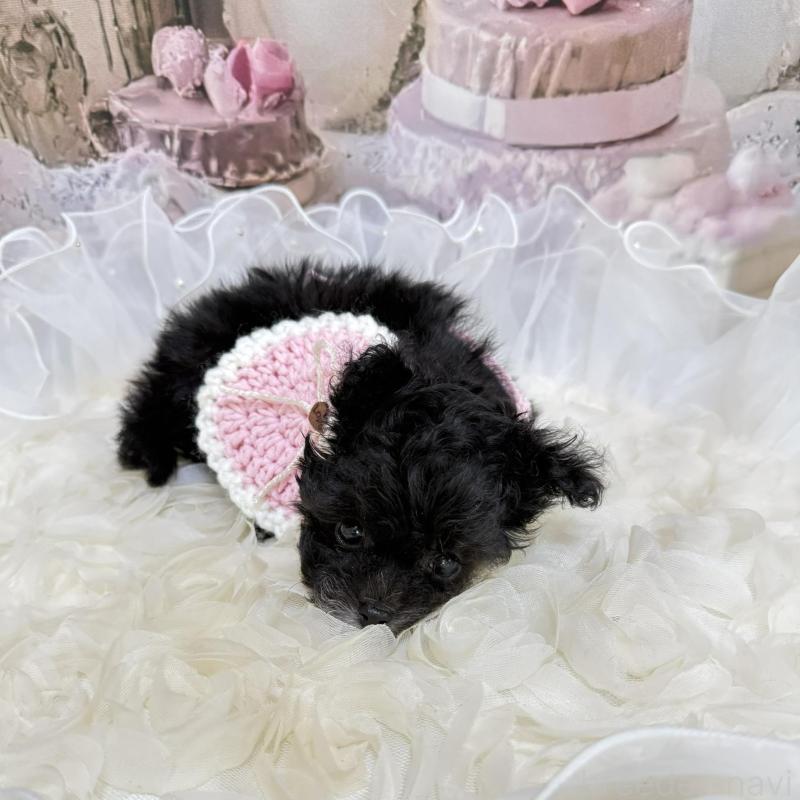 販売中の島根県のティーカッププードル-442695の3枚目