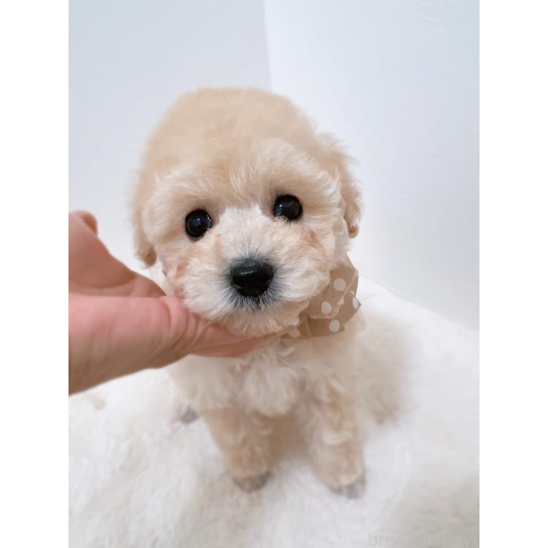 販売中の福岡県のタイニープードル-442698の8枚目