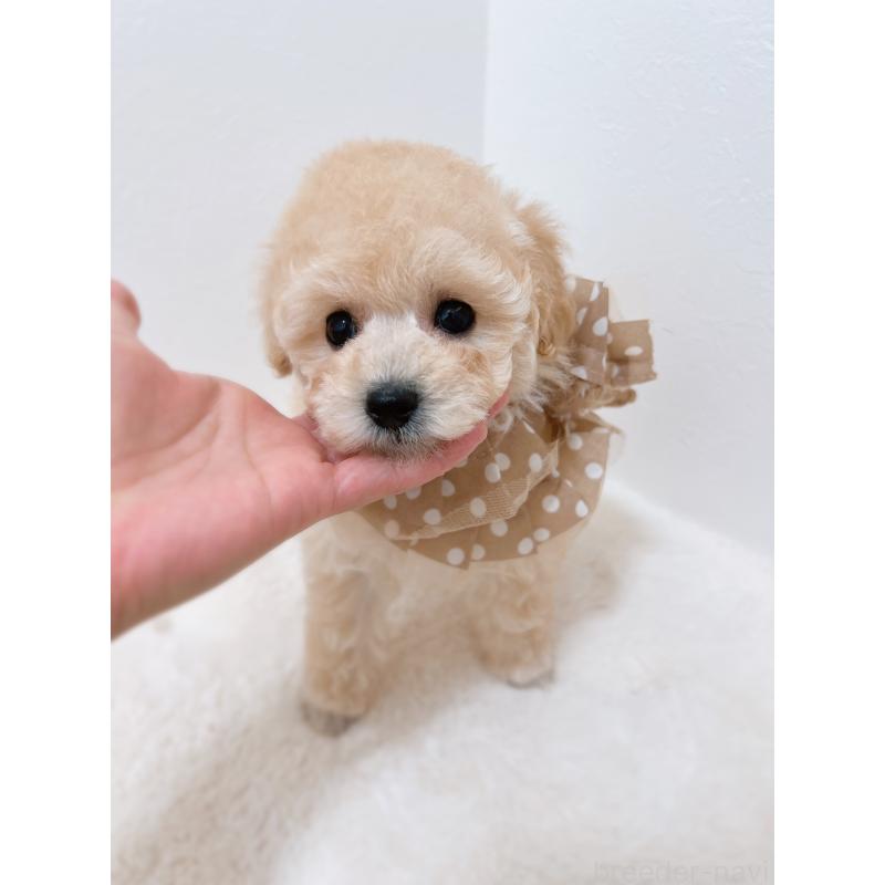 販売中の福岡県のタイニープードル-442698の7枚目