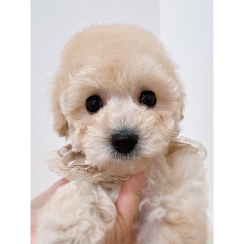 販売中の福岡県のタイニープードル-442698の6枚目