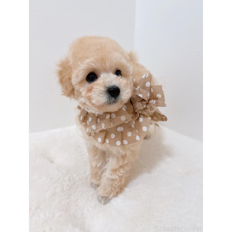 販売中の福岡県のタイニープードル-442698の5枚目