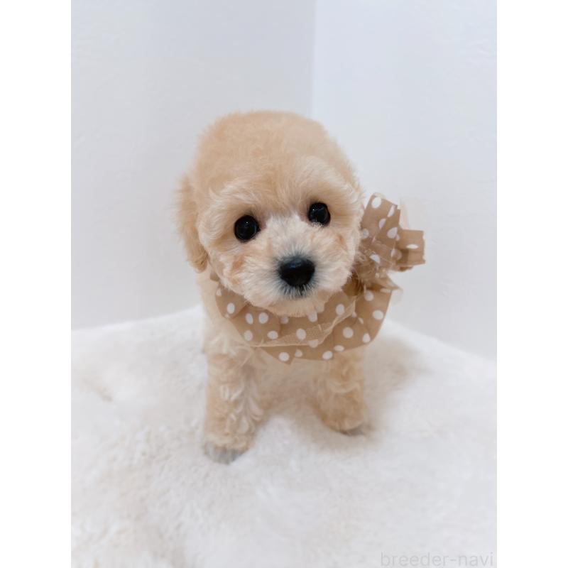 販売中の福岡県のタイニープードル-442698の4枚目