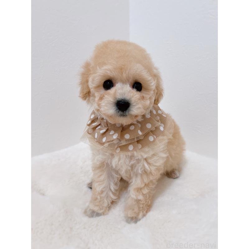 販売中の福岡県のタイニープードル-442698の2枚目