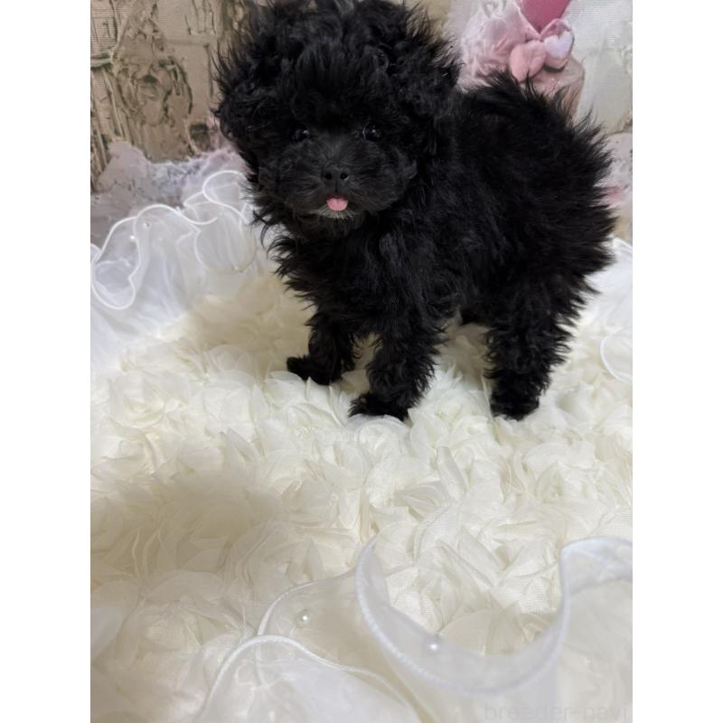 販売中の島根県のティーカッププードル-442696の18枚目