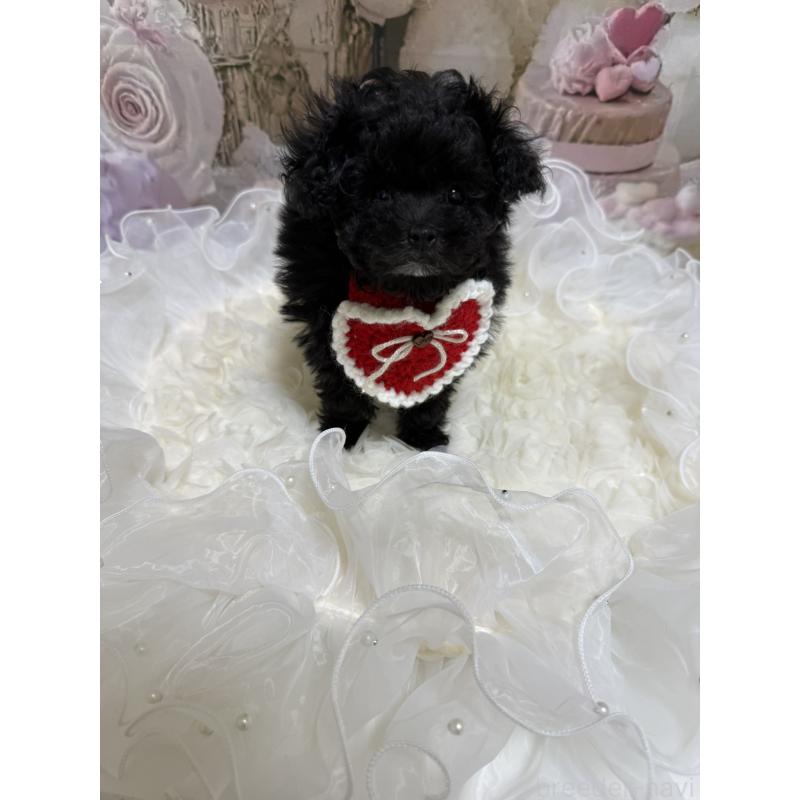 販売中の島根県のティーカッププードル-442696の17枚目