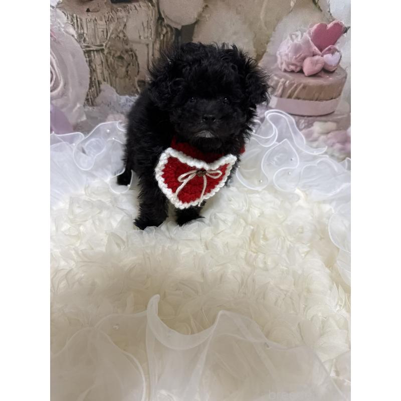 販売中の島根県のティーカッププードル-442696の16枚目