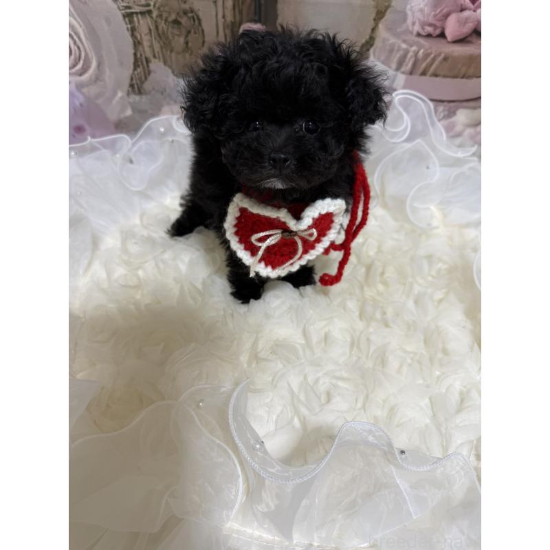 販売中の島根県のティーカッププードル-442696の15枚目