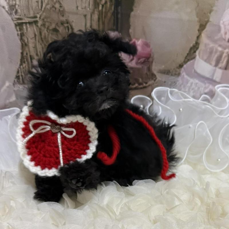 販売中の島根県のティーカッププードル-442696の13枚目