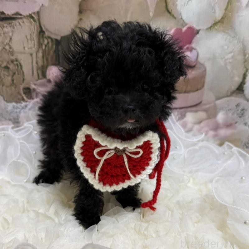 販売中の島根県のティーカッププードル-442696の12枚目