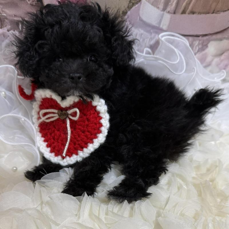 販売中の島根県のティーカッププードル-442696の11枚目