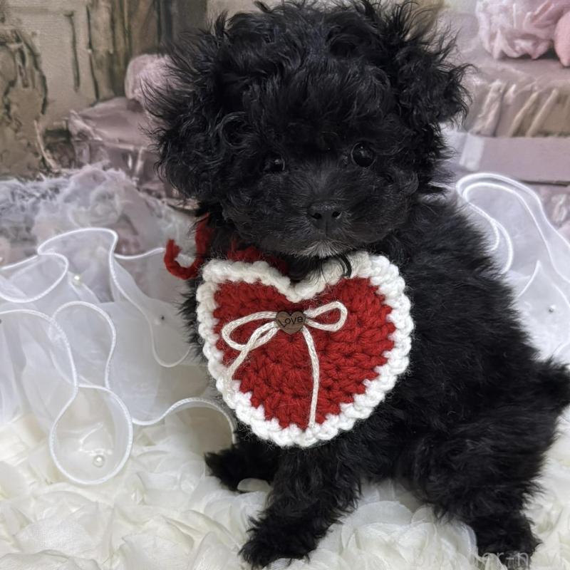 販売中の島根県のティーカッププードル-442696の10枚目