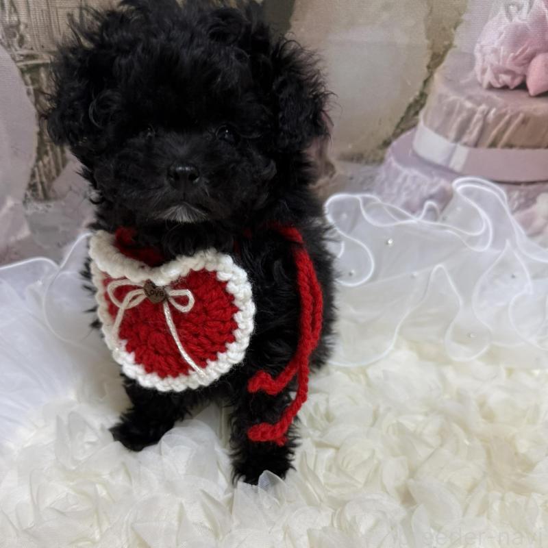 販売中の島根県のティーカッププードル-442696の9枚目