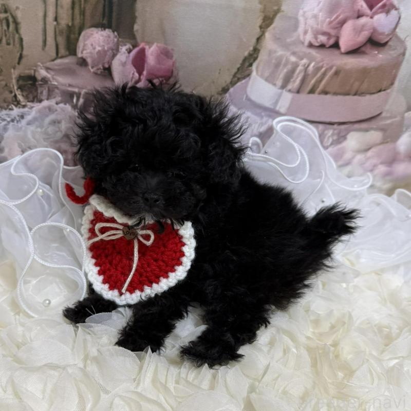 販売中の島根県のティーカッププードル-442696の8枚目